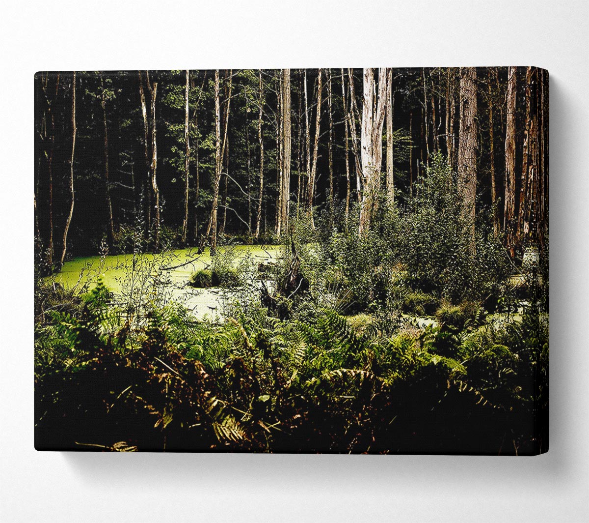 Swamp In The Depth Of The Forest Canvas Wall Art