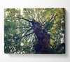 Ancient Forest Tree Canvas Wall Art