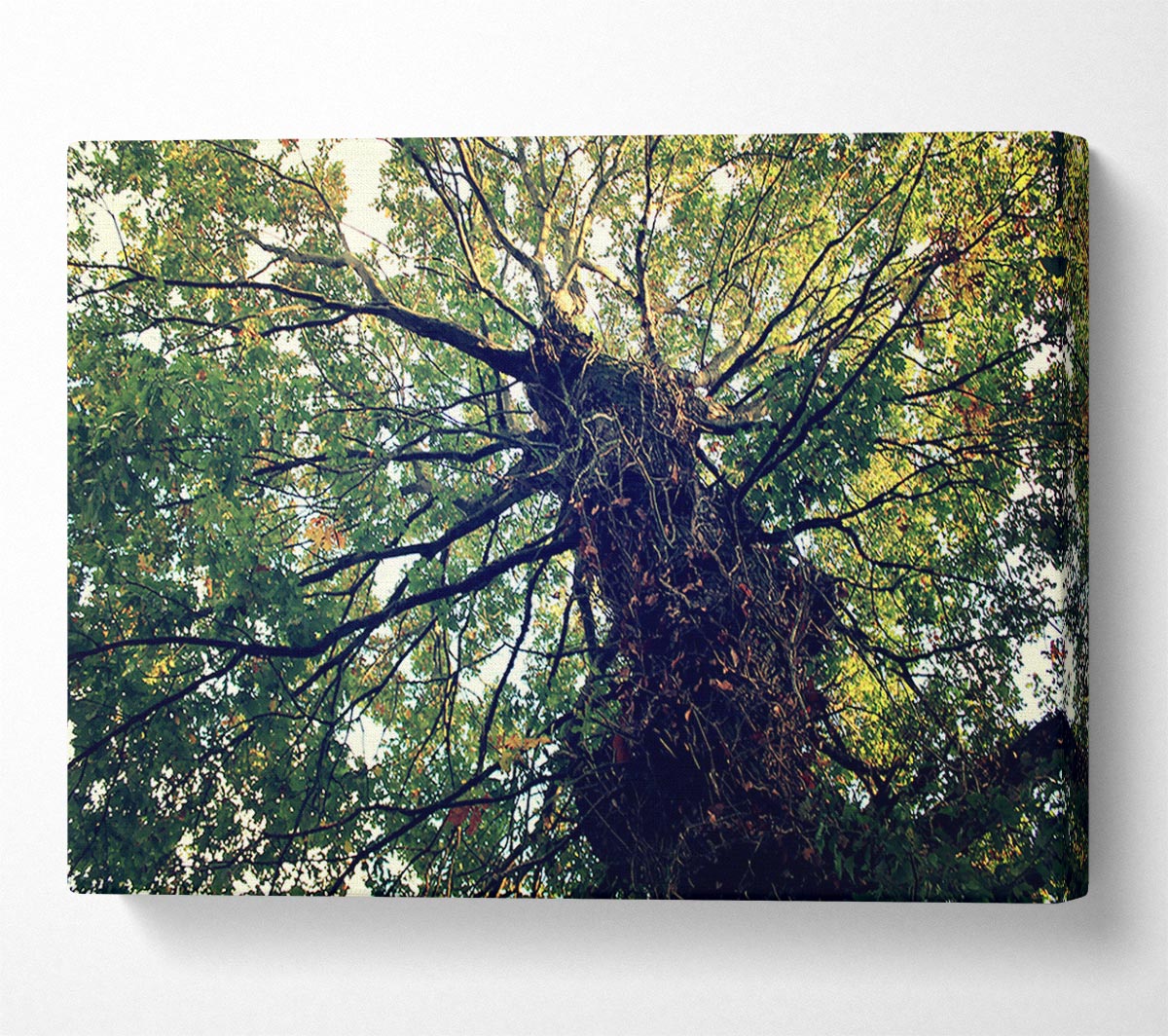 Ancient Forest Tree Canvas Wall Art