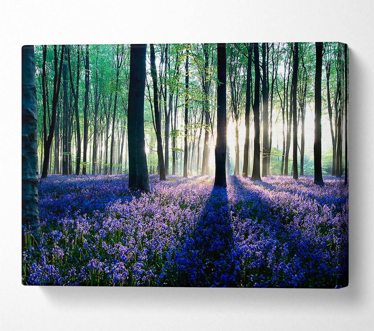 Dawn In Forest Canvas Wall Art