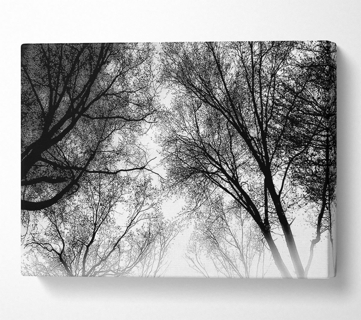 Forest Skies B n W Canvas Wall Art