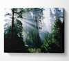 Sunbeams Through The Green Forest Canvas Wall Art