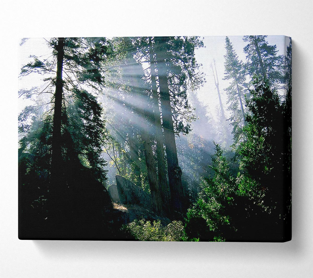 Sunbeams Through The Green Forest Canvas Wall Art