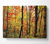 The Rainbow Of The Autumn Forest Canvas Wall Art