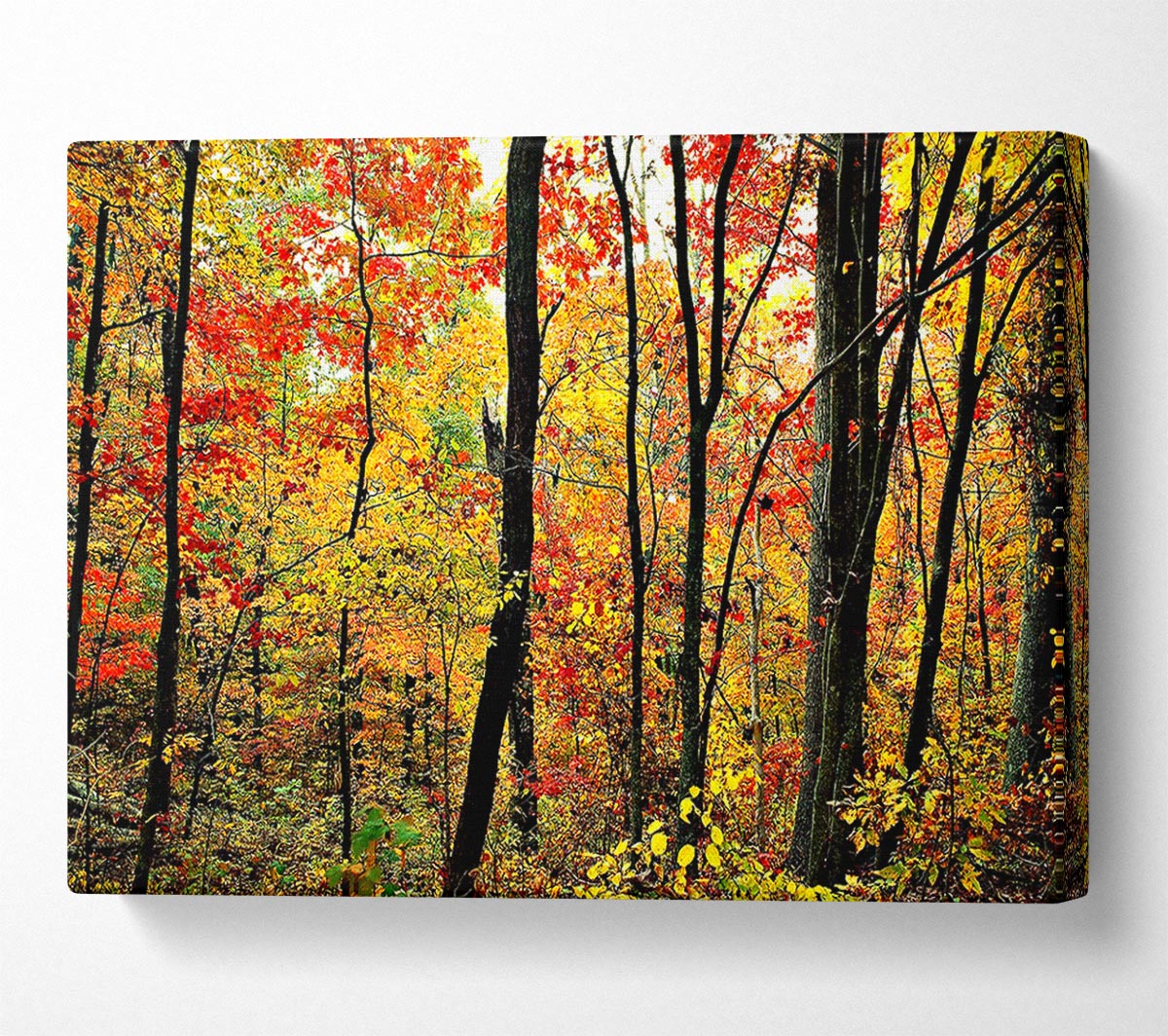 The Rainbow Of The Autumn Forest Canvas Wall Art