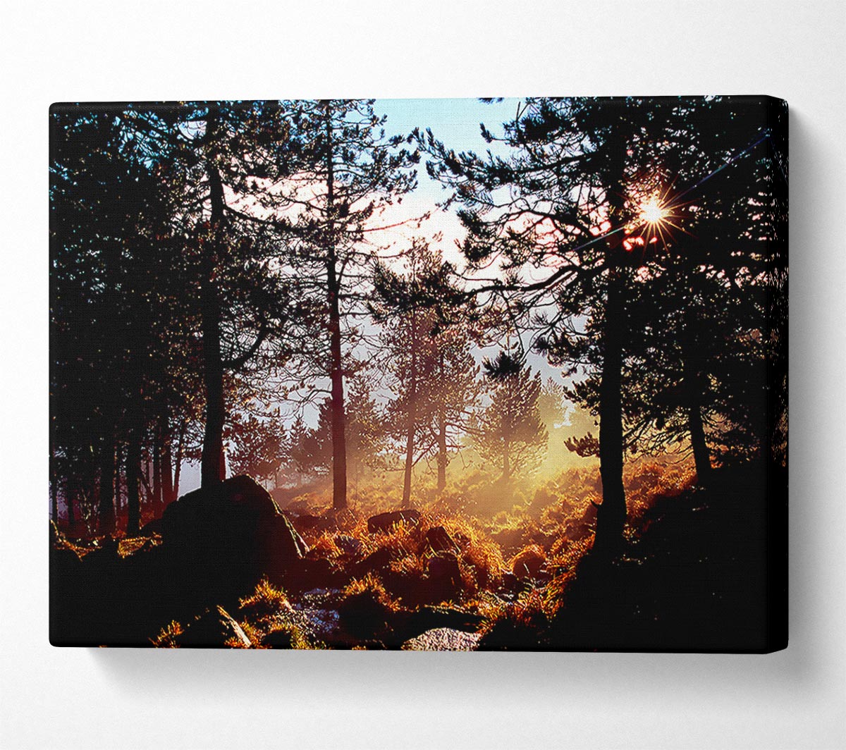 Day Break In The Forest Canvas Wall Art
