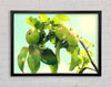 Apple Tree Framed Wall Art