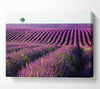 Summer Lavender Fields Canvas Wall Art