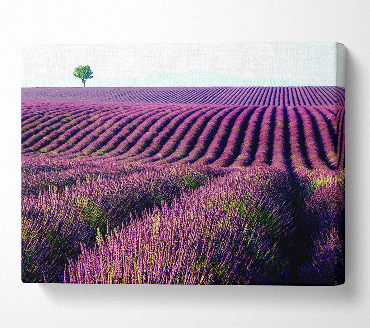 Summer Lavender Fields Canvas Wall Art