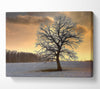 Solitary Tree Winter Canvas Wall Art