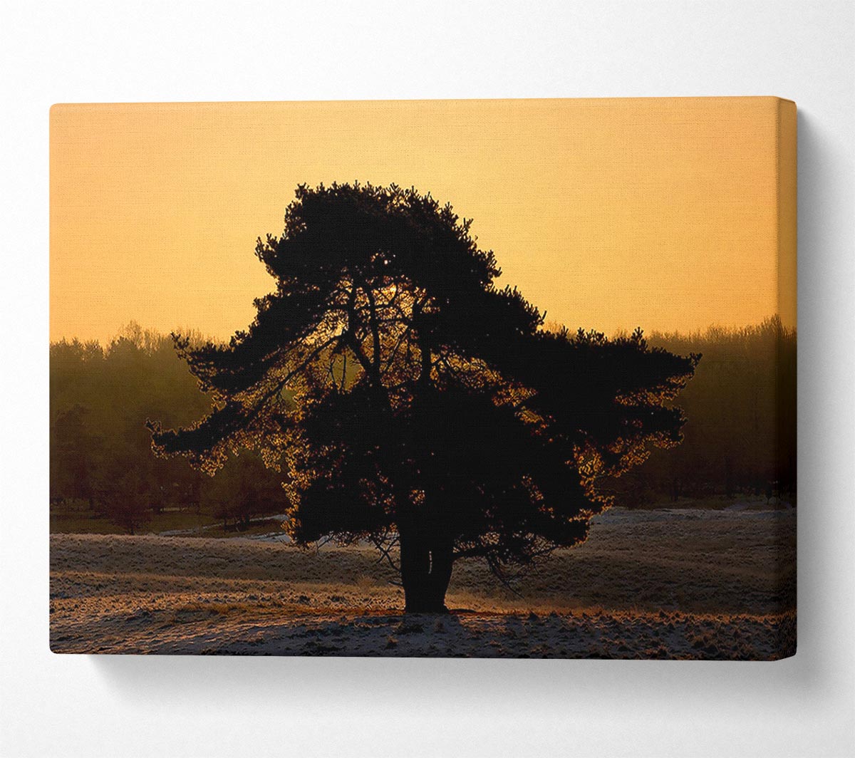 Stunning Old Tree At Dusk Canvas Wall Art