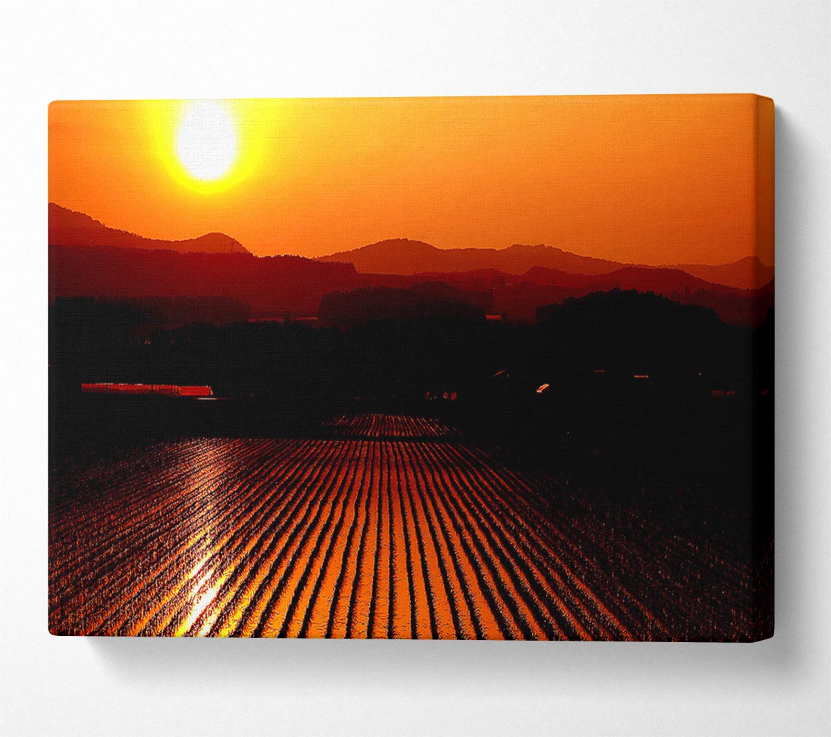 Rice Field Canvas Wall Art