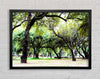 Ancient Woodland Trees Framed Wall Art