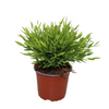 Pogonatherum Monica