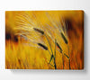 Wheat In The Golden Sunlight Canvas Wall Art