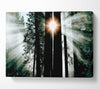Sun Through The Trees Canvas Wall Art