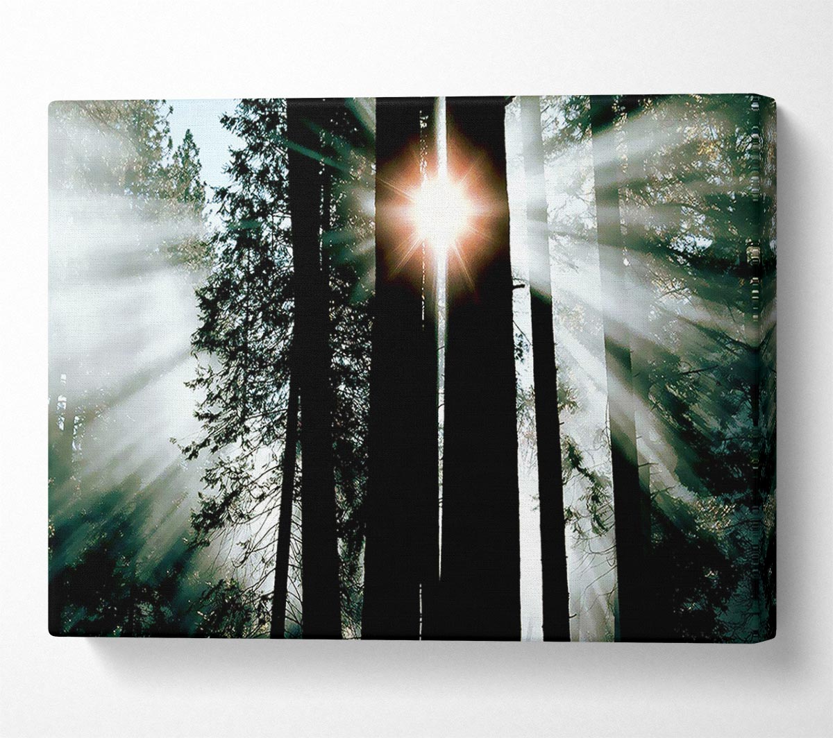 Sun Through The Trees Canvas Wall Art