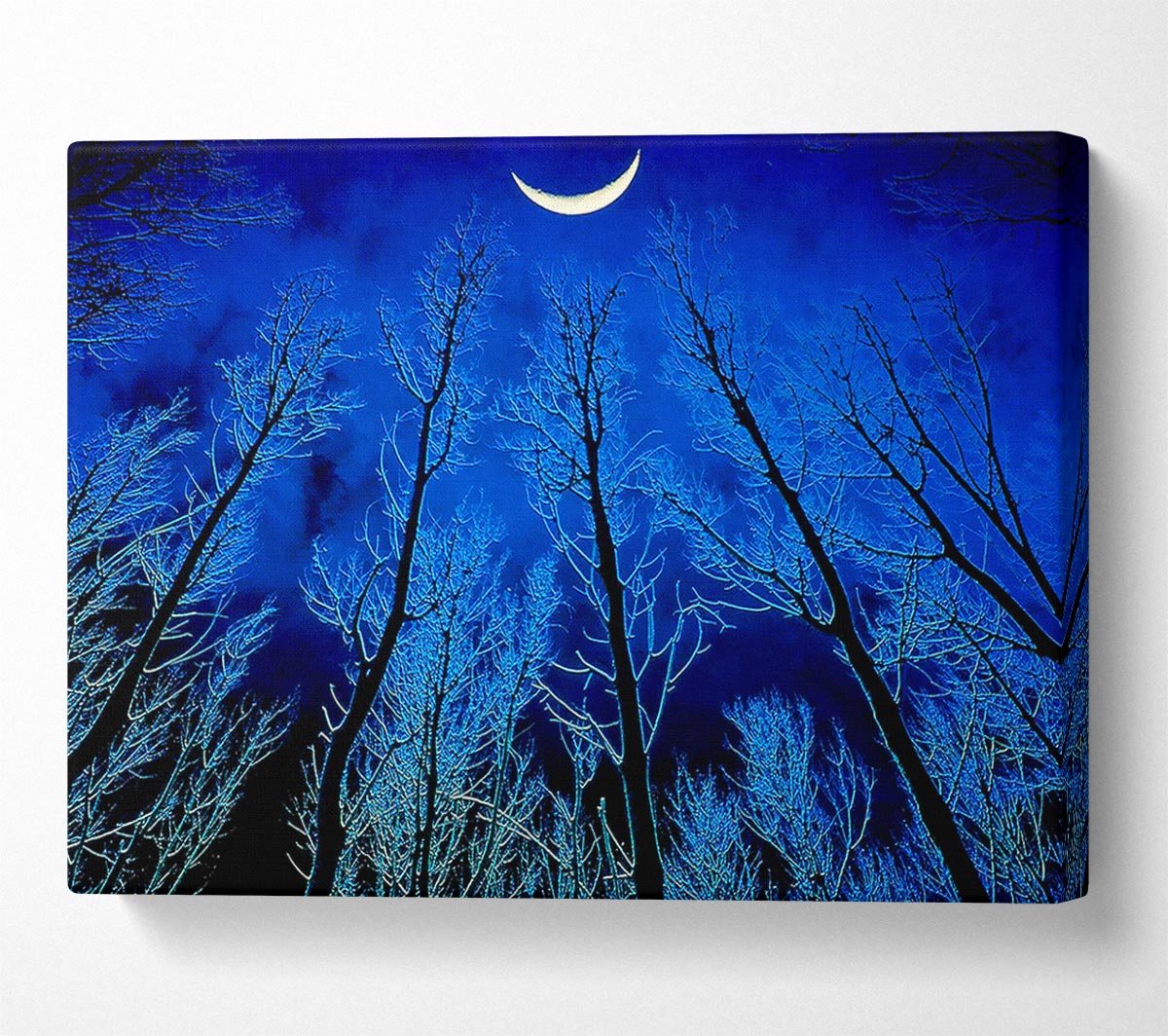 Forest By Moonlight Canvas Wall Art