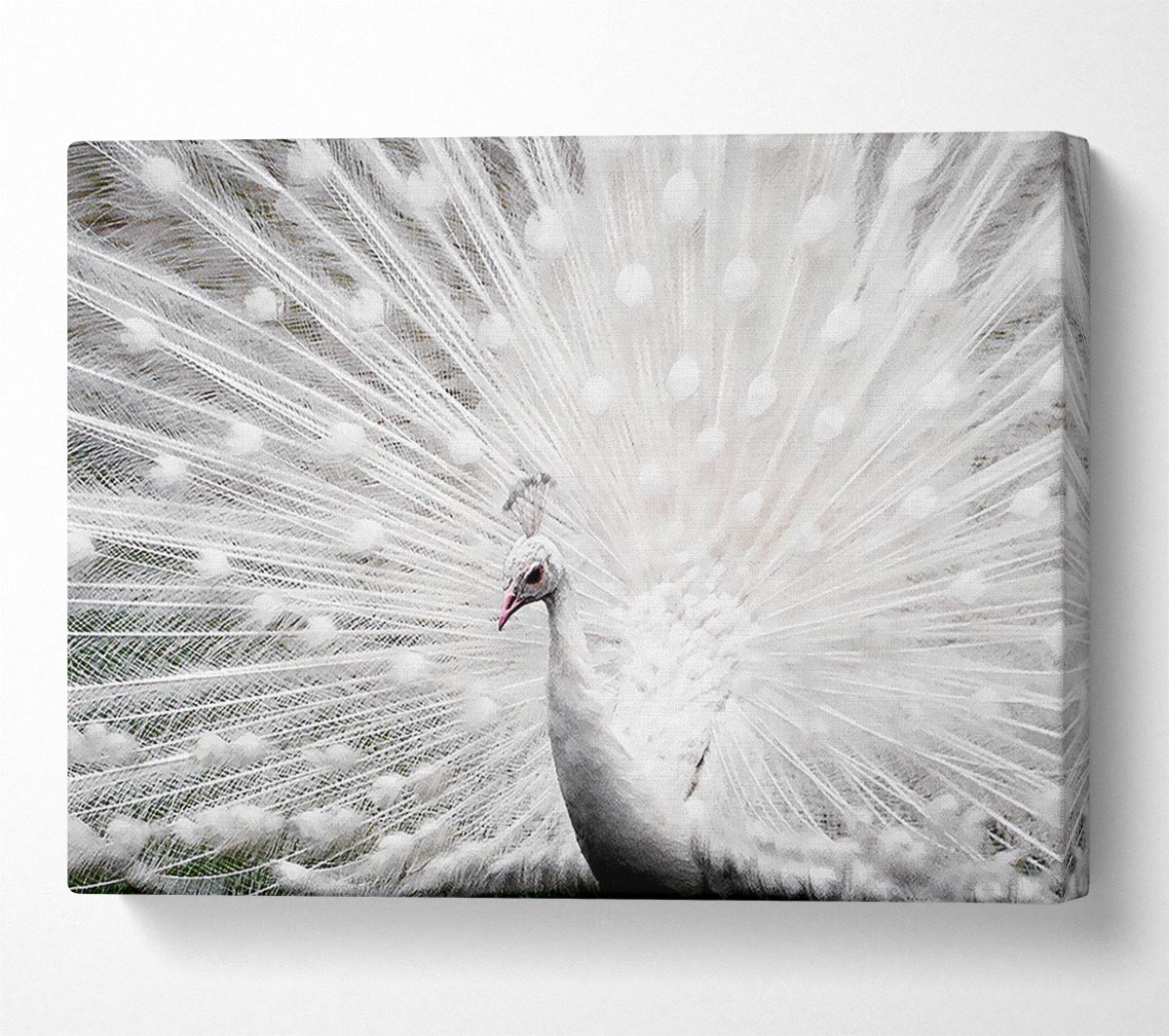 White Peacock Canvas Wall Art