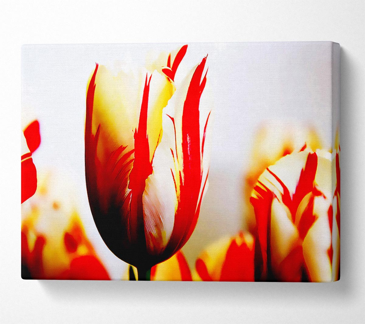 Tulip Heads Canvas Wall Art