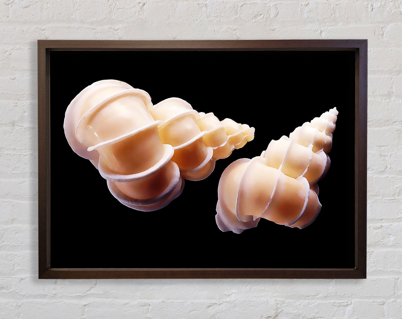 Beautiful Shell Duo Framed Wall Art