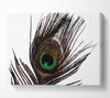 Peacock Eye Feather Canvas Wall Art