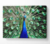 Stunning Peacock Feathers Canvas Wall Art