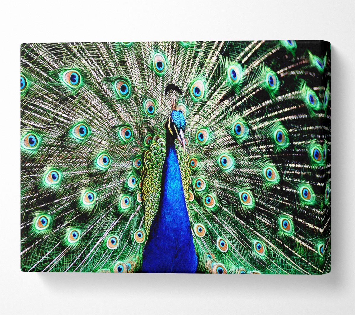Stunning Peacock Feathers Canvas Wall Art