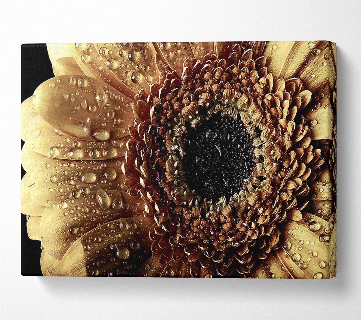 Gerbera Vintage Canvas Wall Art