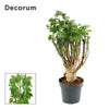 Polyscias Parsley 12 cm Bonsai (Decorum)