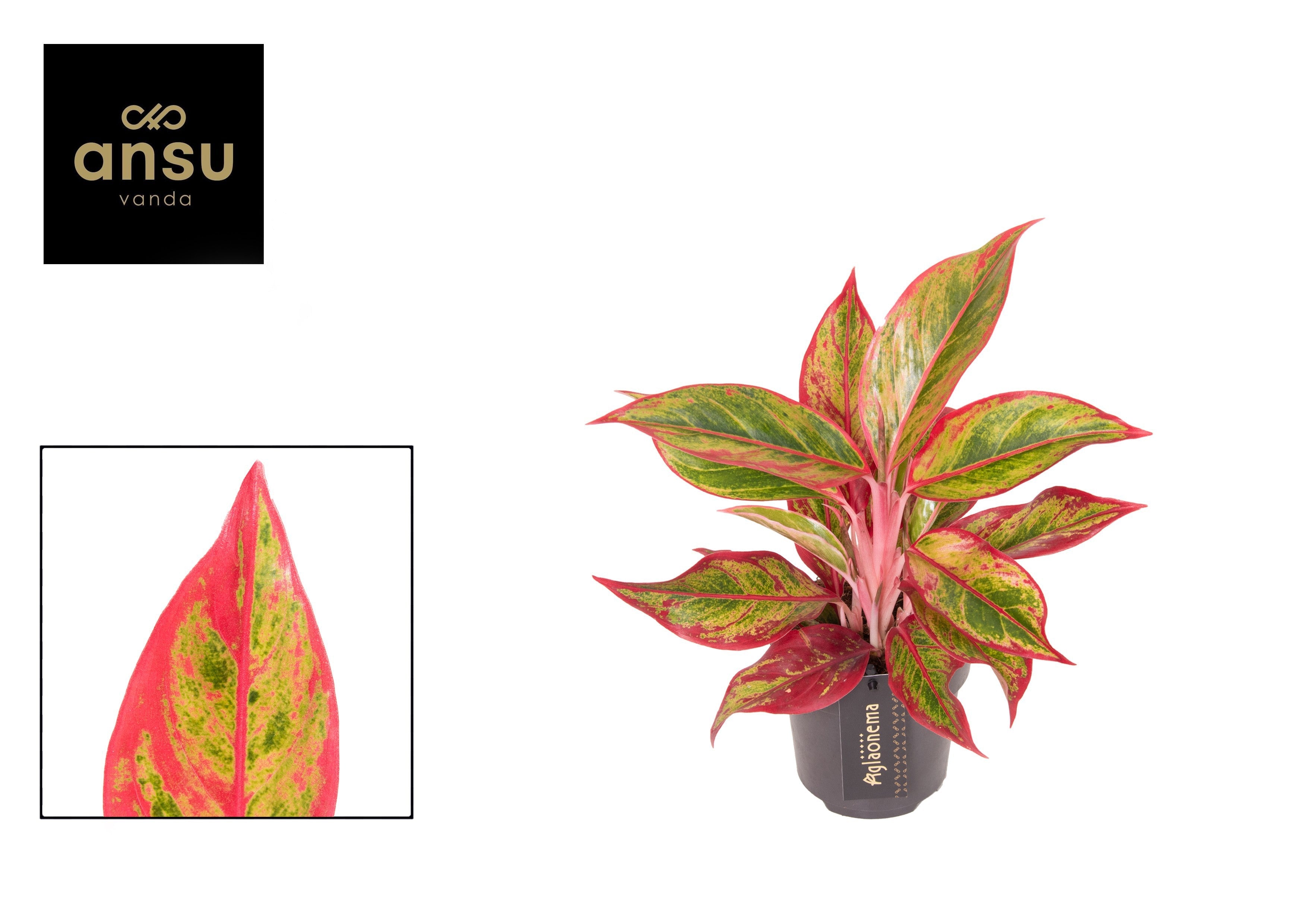 Aglaonema Jungle Lava