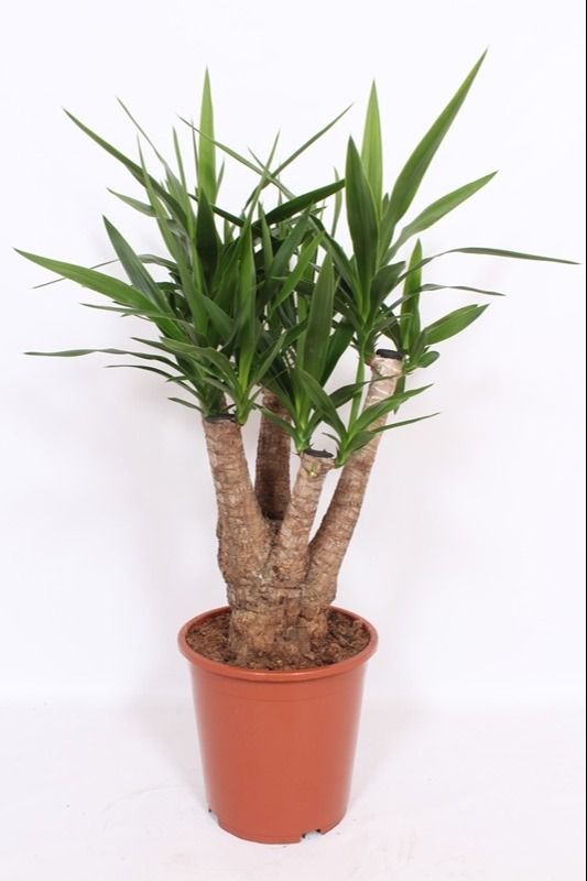 Yucca Elephantipes
