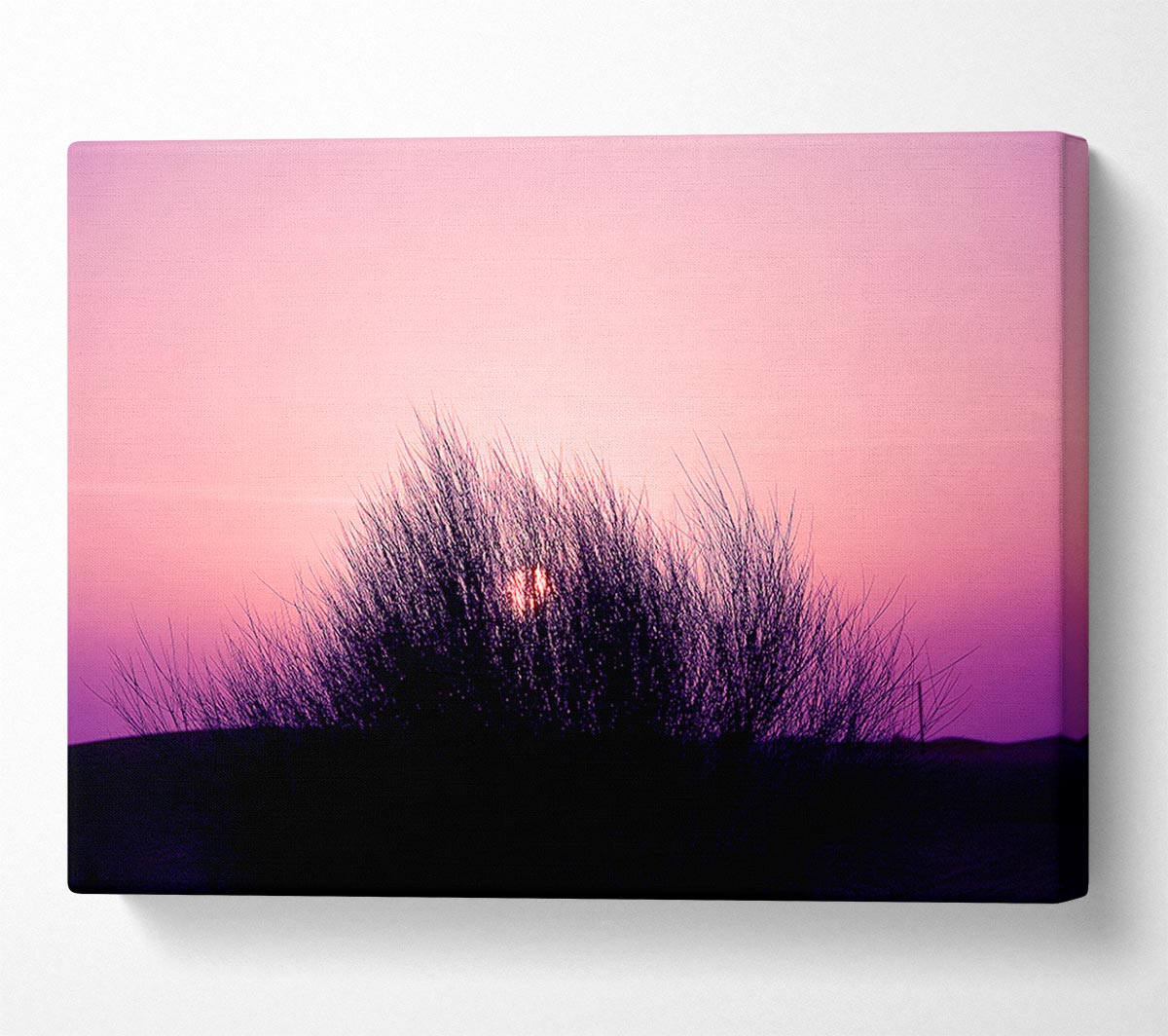 The Sun Reeds Pink Canvas Wall Art
