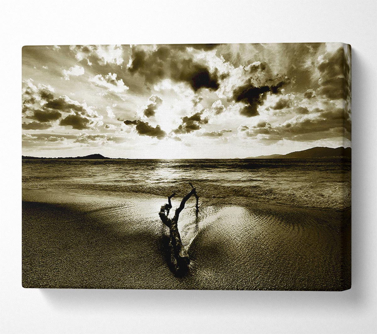 Driftwood Sepia Canvas Wall Art
