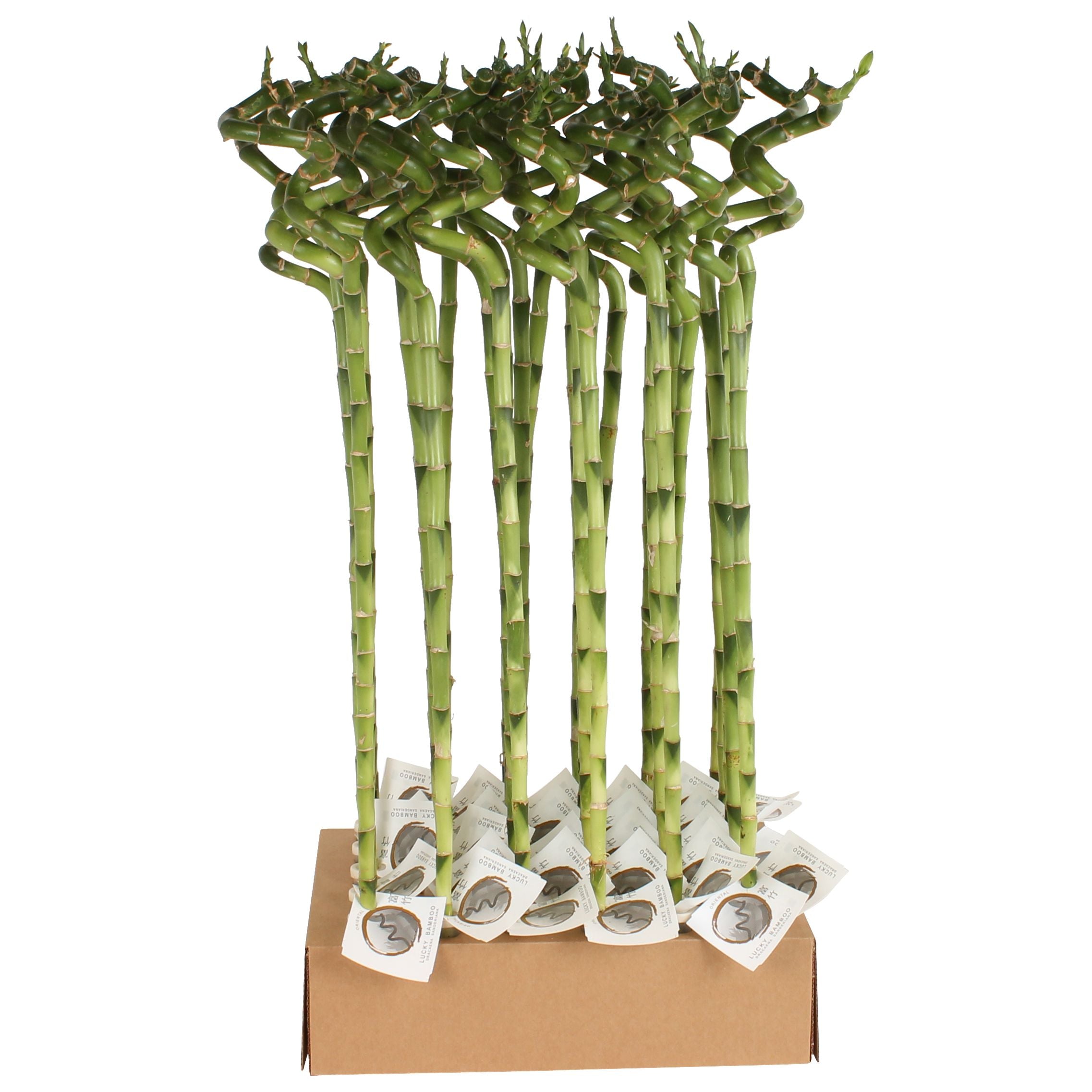 Dra Lucky Bamboo Spiral