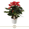 Anthurium St Red Champion