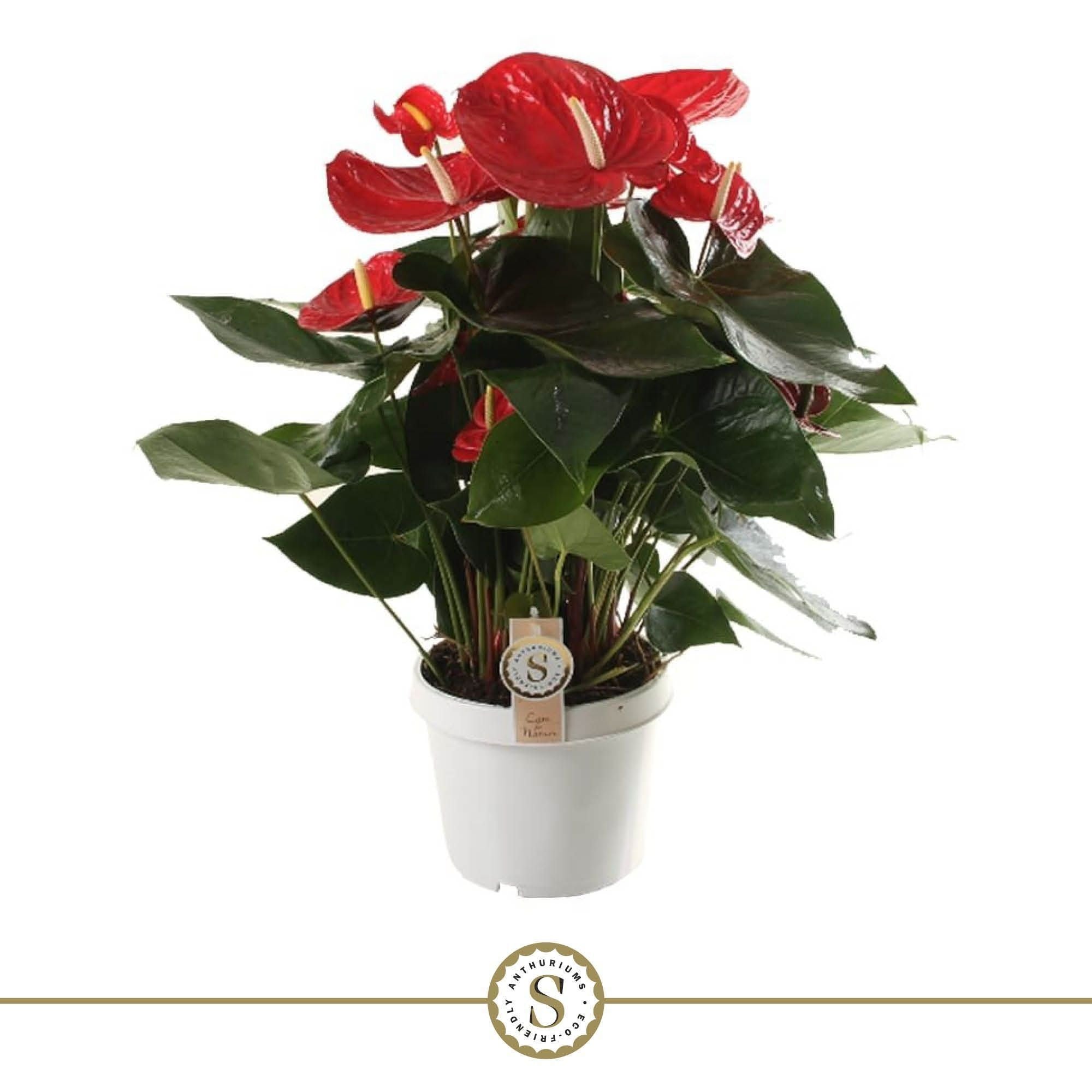 Anthurium St Red Champion