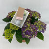 Hydrangea M High Ocean Blue 5+