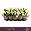 Chrysanthemum White Berlise