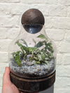 Wooden Ball Closed Terrarium