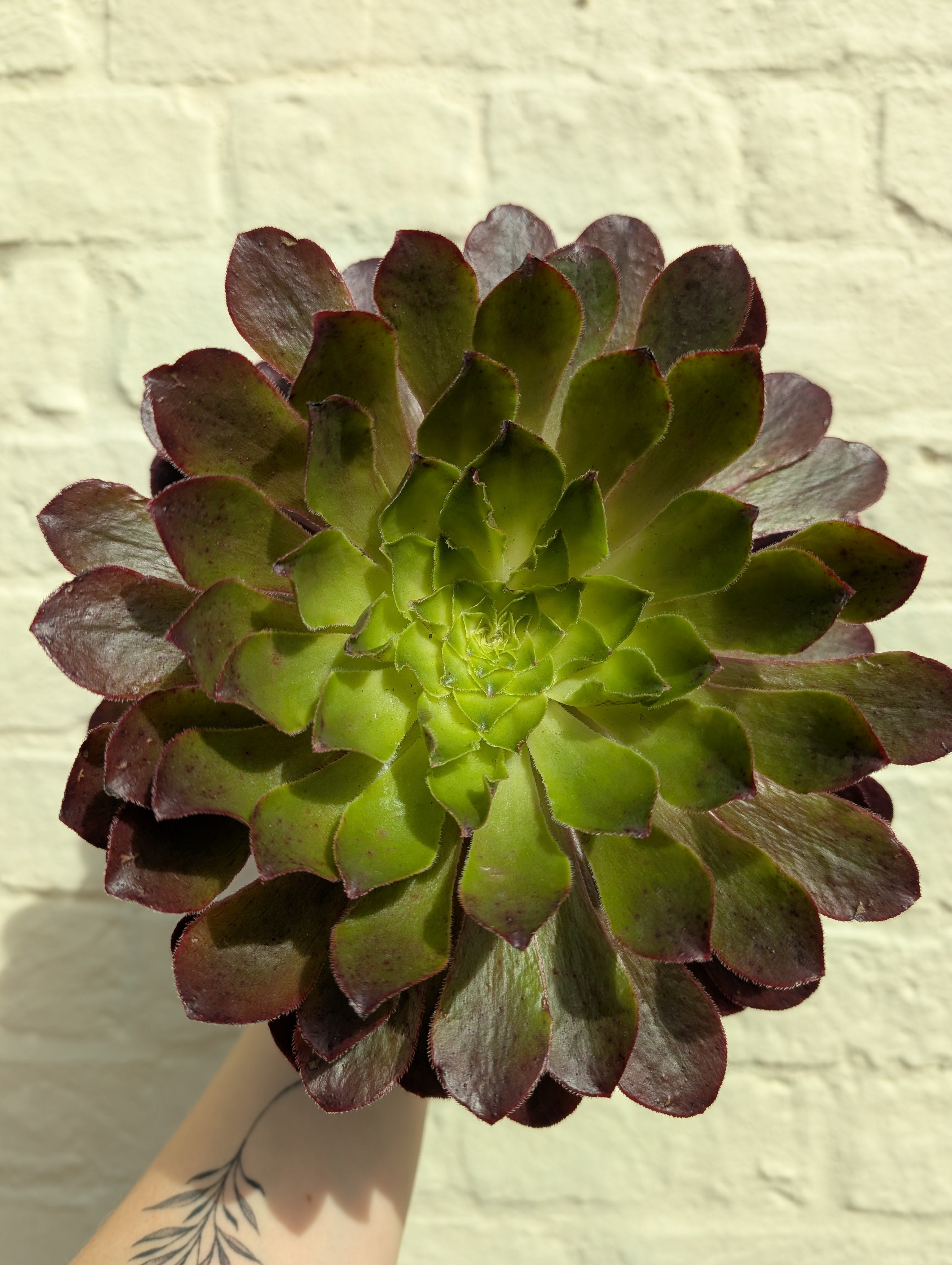 Semponium 'Sienna' (Aeonium/ Succulent/ Tree Leek)