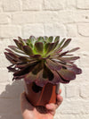 Semponium 'Sienna' (Aeonium/ Succulent/ Tree Leek)