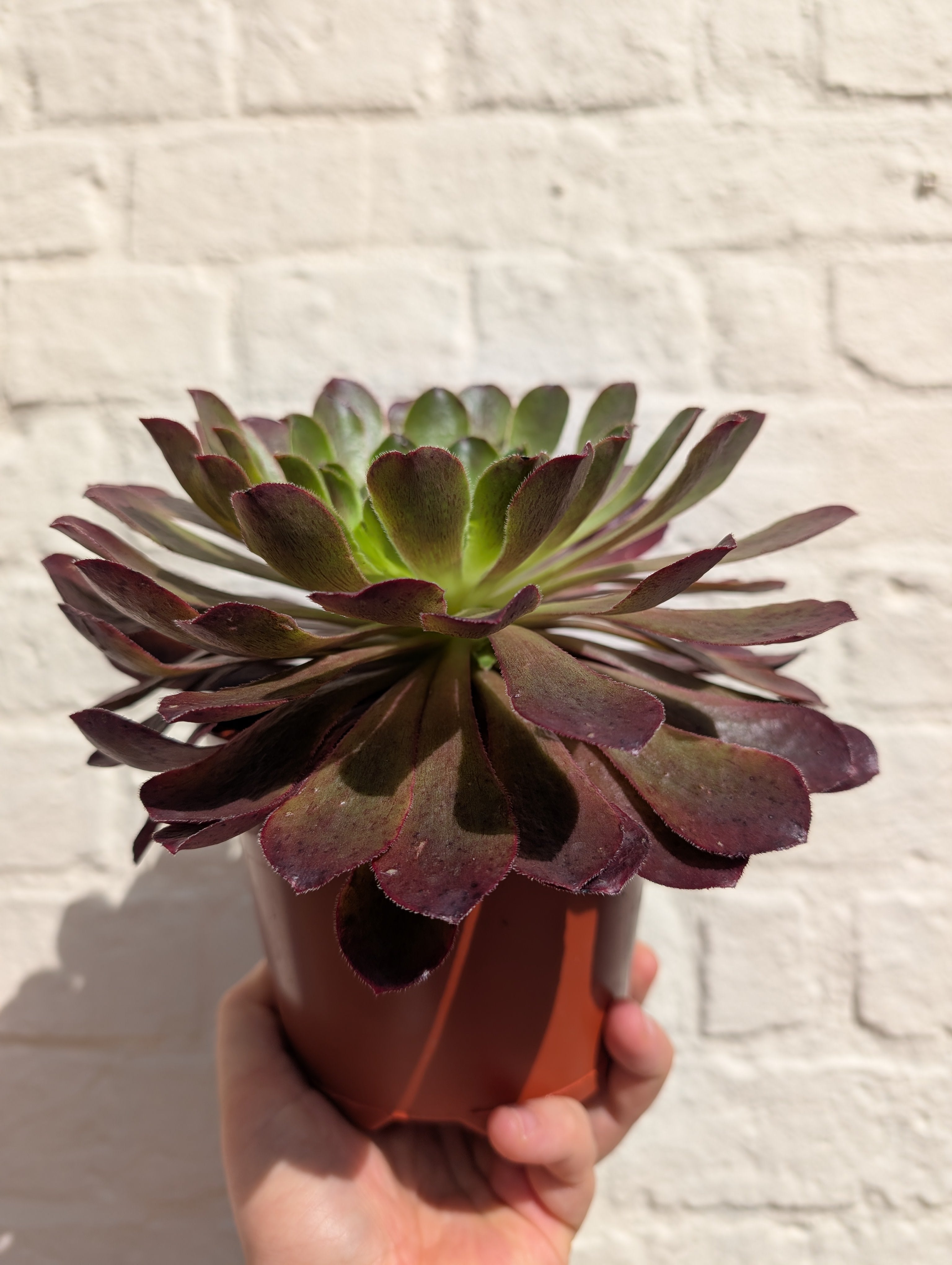 Semponium 'Sienna' (Aeonium/ Succulent/ Tree Leek)