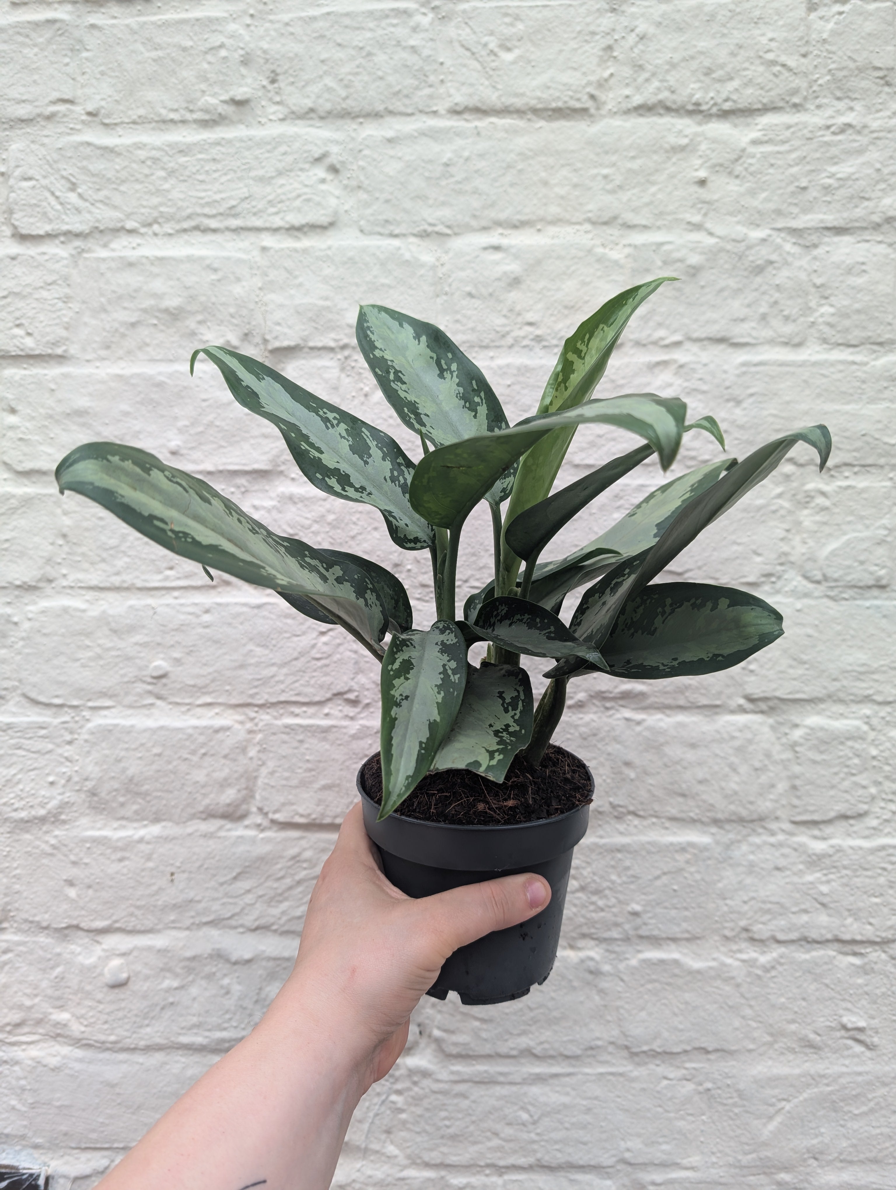 Aglaonema 'Jubilee Compacta' (Chinese Evergreen)