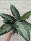 Aglaonema 'Jubilee Compacta' (Chinese Evergreen)