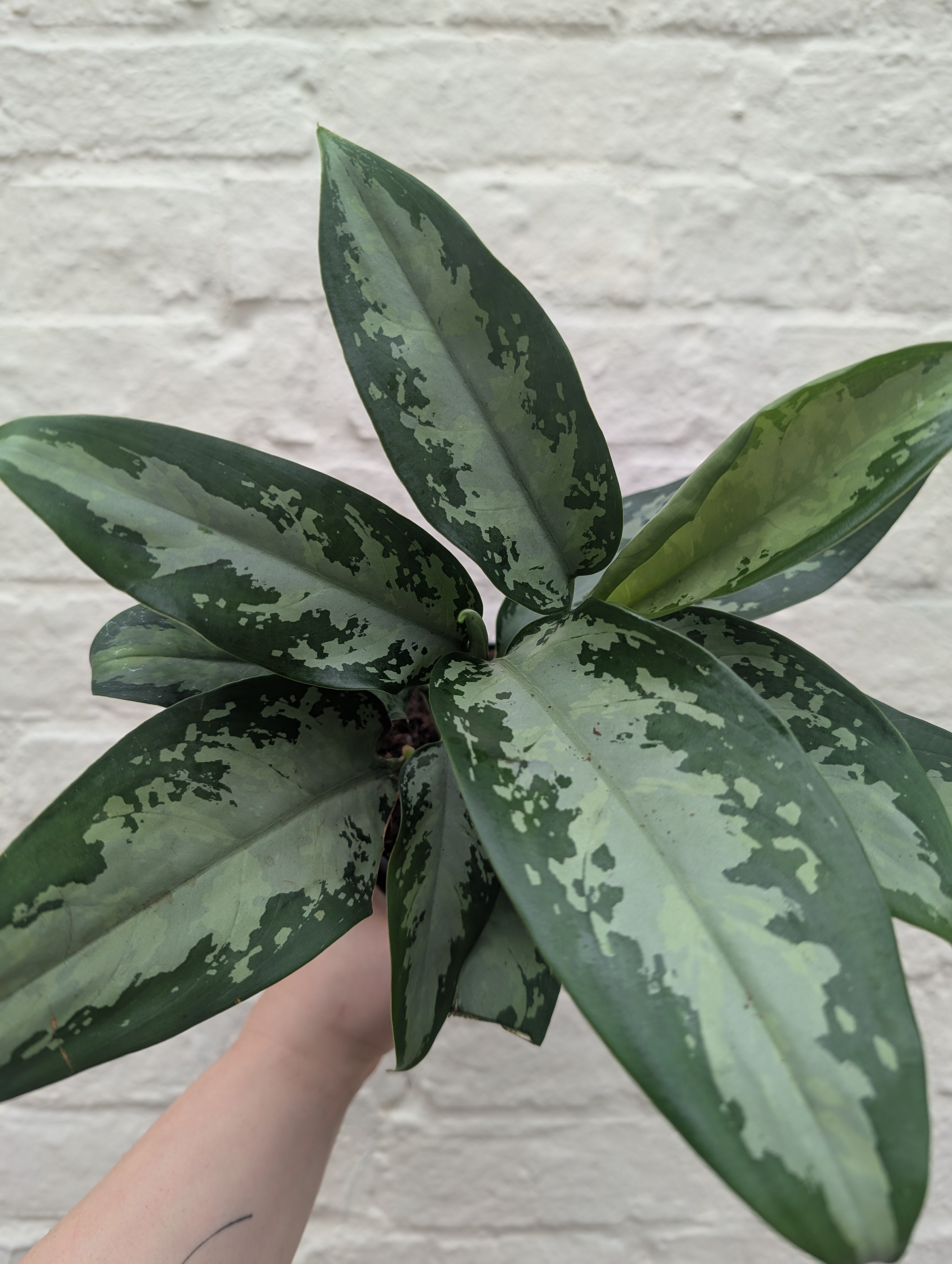 Aglaonema 'Jubilee Compacta' (Chinese Evergreen)