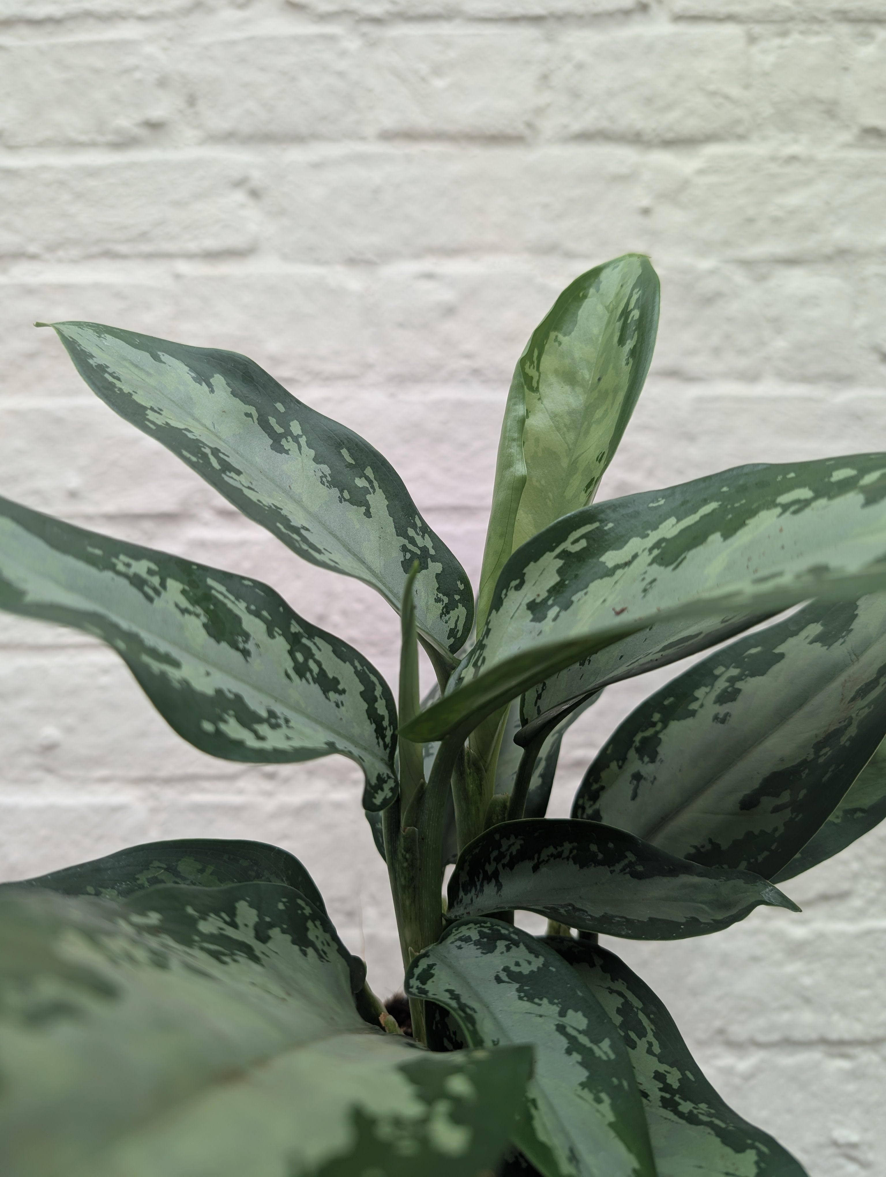 Aglaonema 'Jubilee Compacta' (Chinese Evergreen)