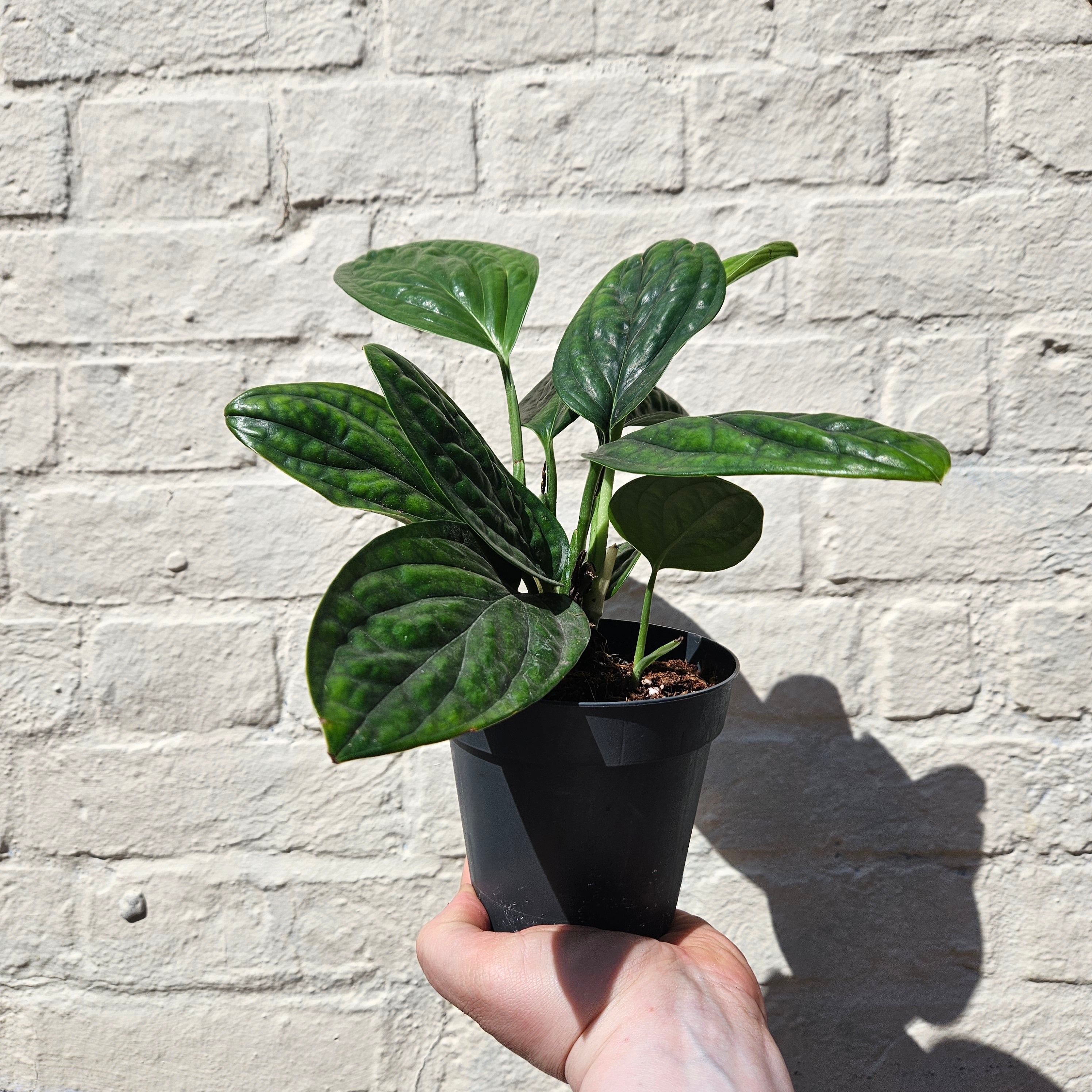Monstera karstenianum (Monstera Peru)