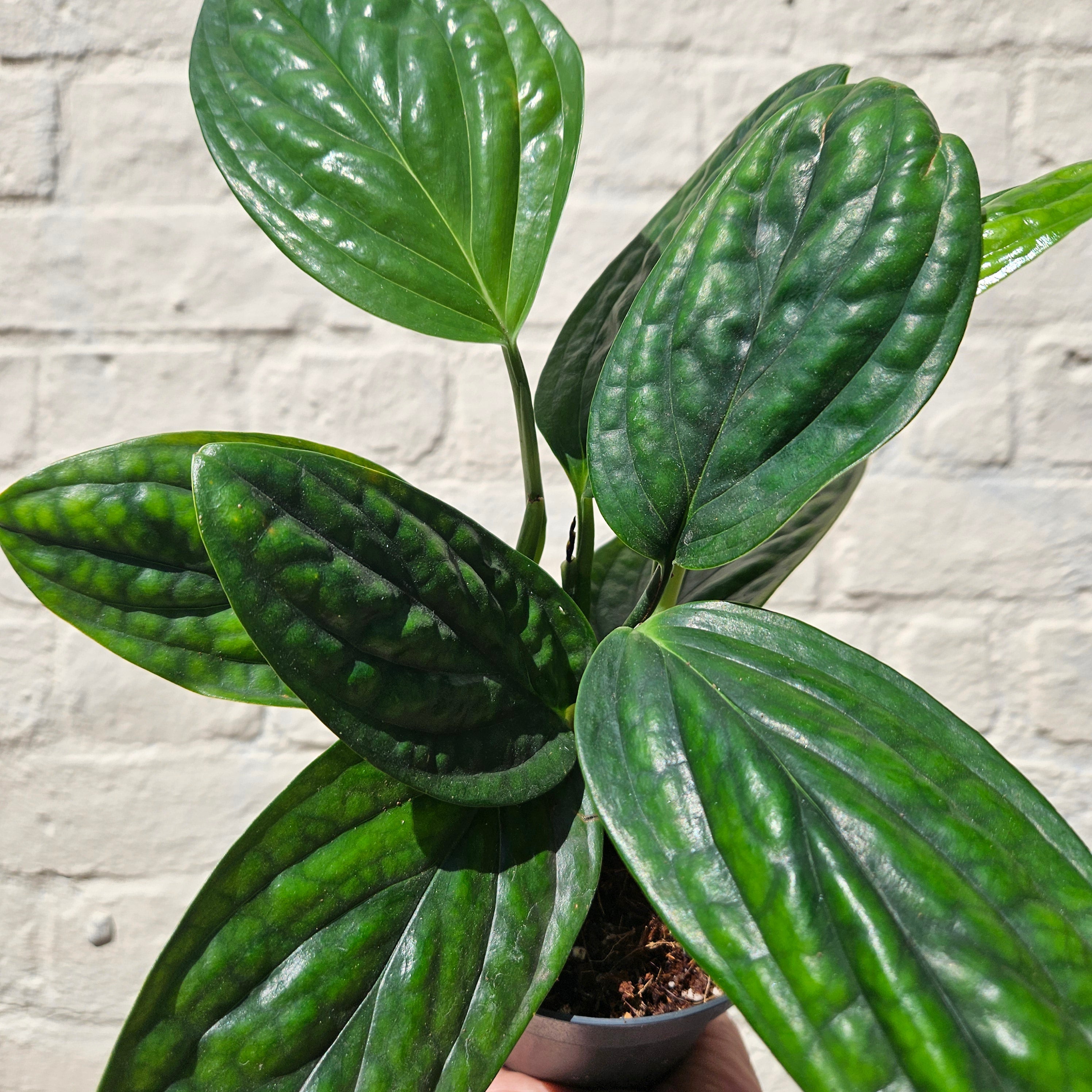 Monstera karstenianum (Monstera Peru)
