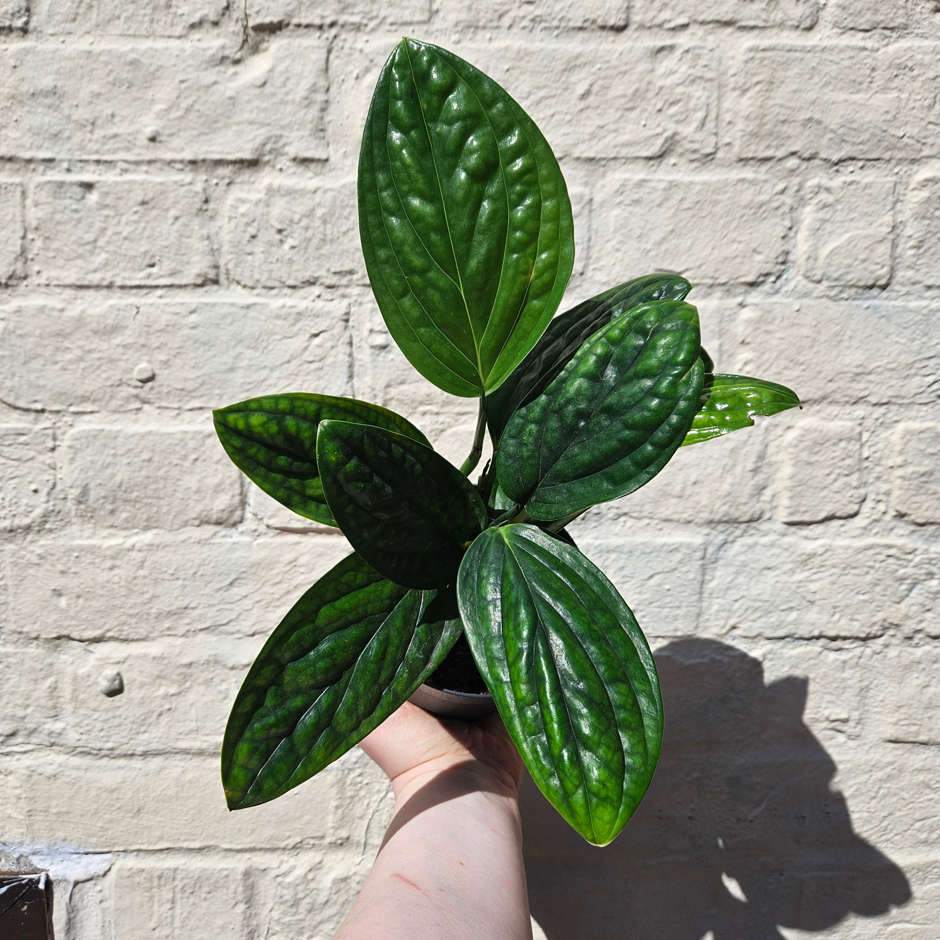 Monstera karstenianum (Monstera Peru)